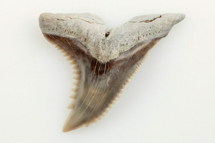 1" Snaggletooth Shark (Hemipristis) Tooth - Aurora, NC